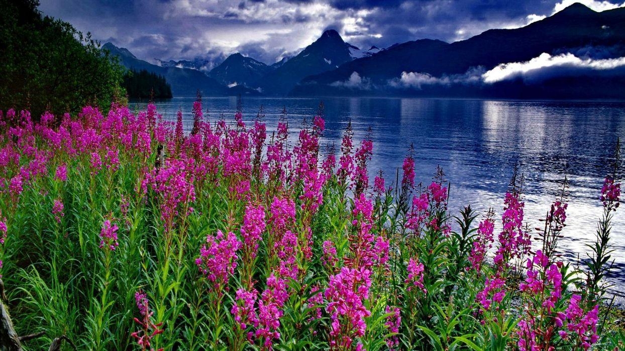 1250x700 Lakeshore Flowers Lovely Lake Lakeshore Nice Shore Beautiful Flowers, Desktop