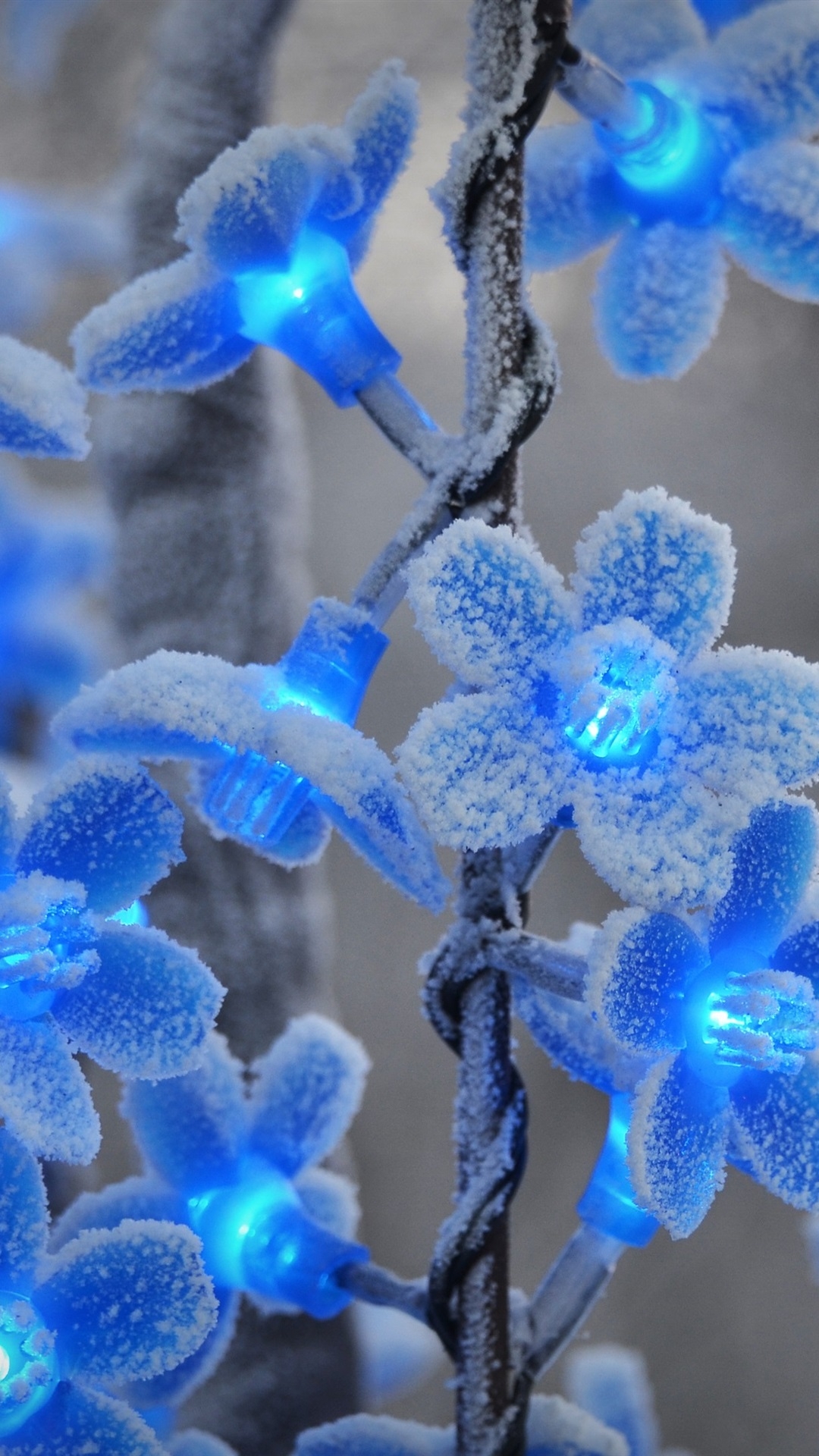 1080x1920 Wallpaper Festival lights, blue flowers 3840x2160 UHD 4K Picture, Image, Phone