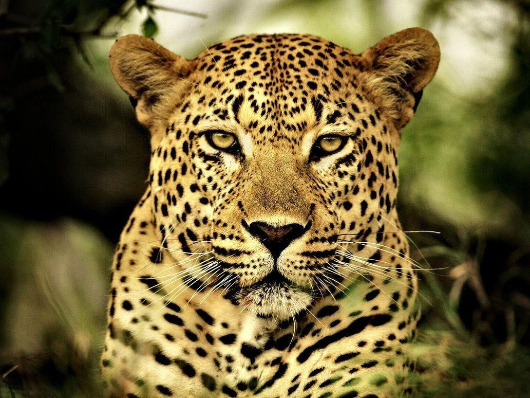 1040x780 Animal Leopard Wallpaper Free Animal Leopard, Desktop