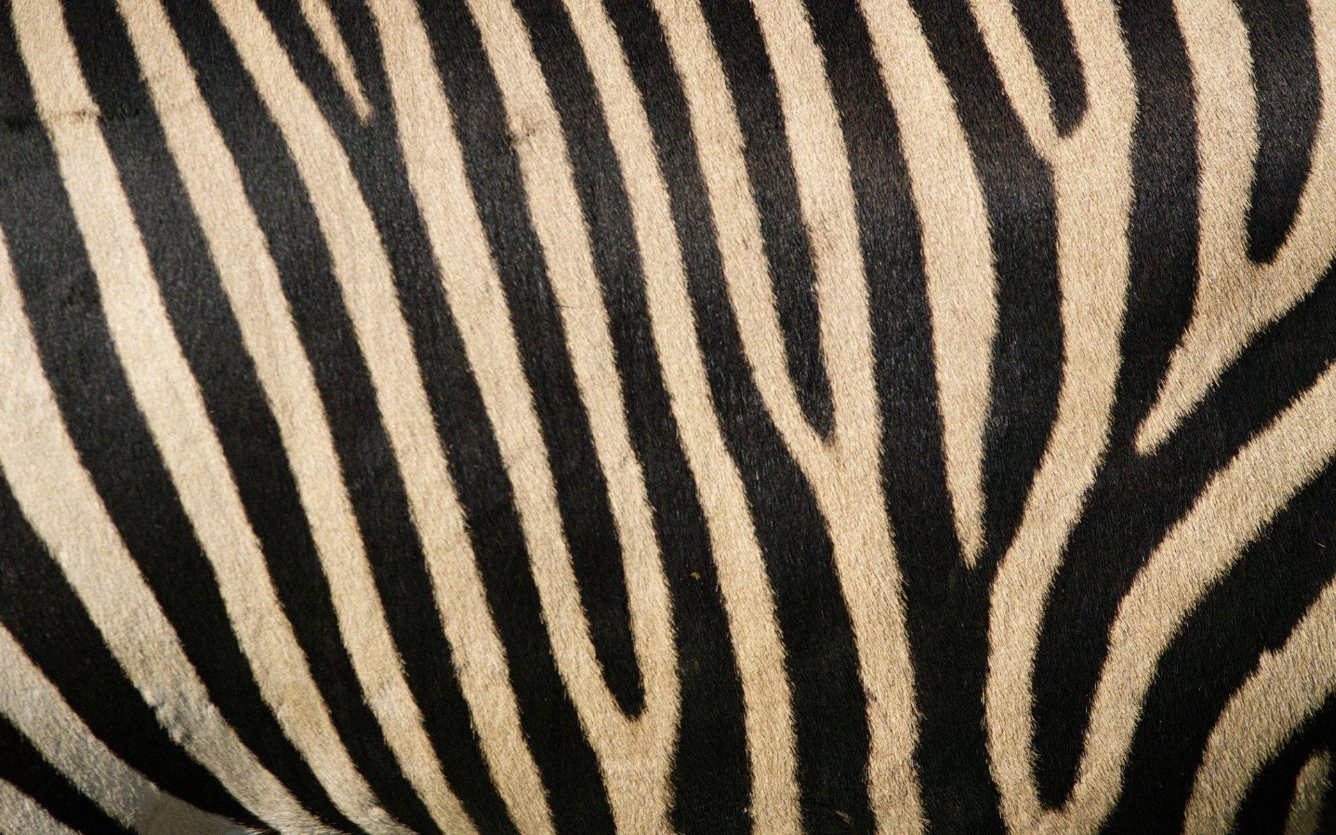 1920x1200 stripes. Animal wallpaper, Desktop