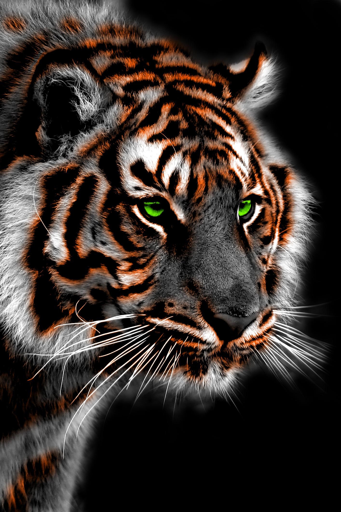 1420x2120 Tiger iPhone Wallpaper Free Tiger iPhone Background, Phone