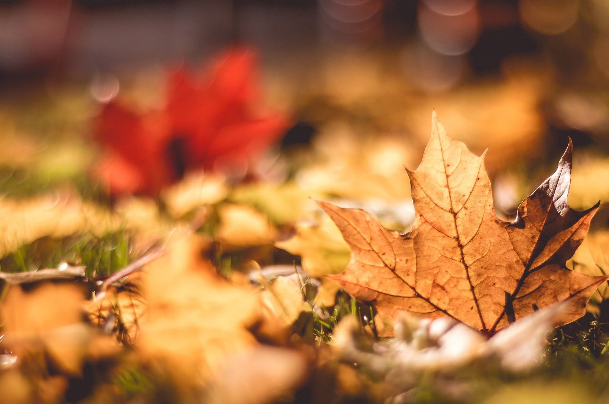 2560x1700 Download  Fall, Leaves, Macro, Bokeh, Autumn Wallpaper for Chromebook Pixel, Desktop