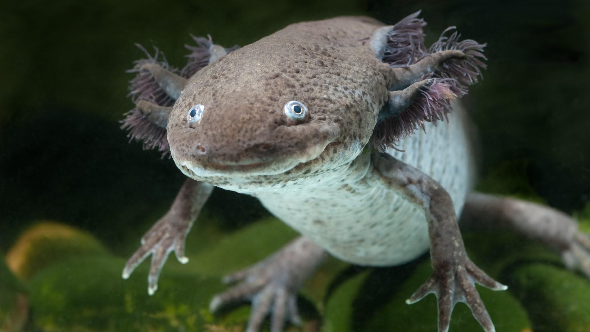 1920x1080 Axolotl Underwater Wallpaper. Wallpaper Studio 10, Desktop