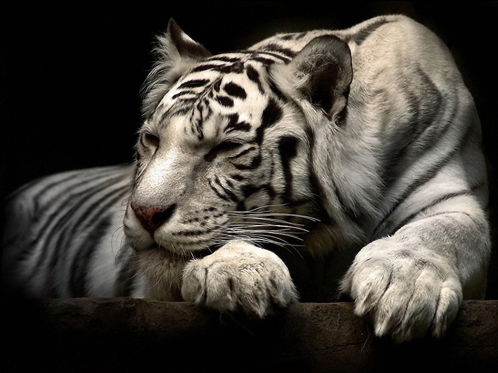 1600x1200 White Tiger Wallpaper. White Tiger Background, Desktop