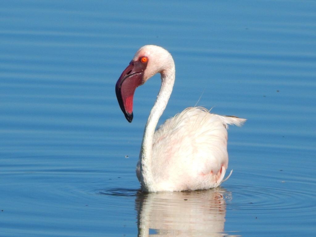 1030x770 LAKE NAKURU NATIONAL PARK BIRDING TOUR Tours LTD, Desktop