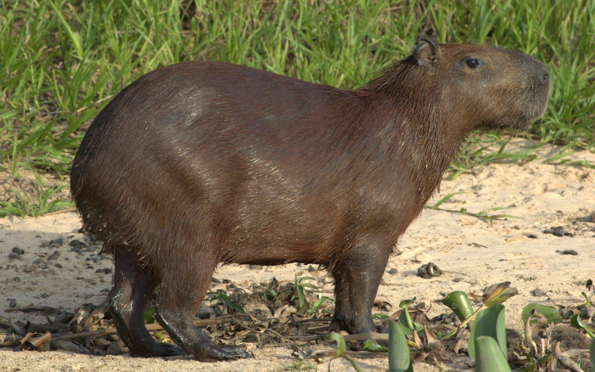 1920x1200 Capybara HD Wallpaper and Background Image, Desktop