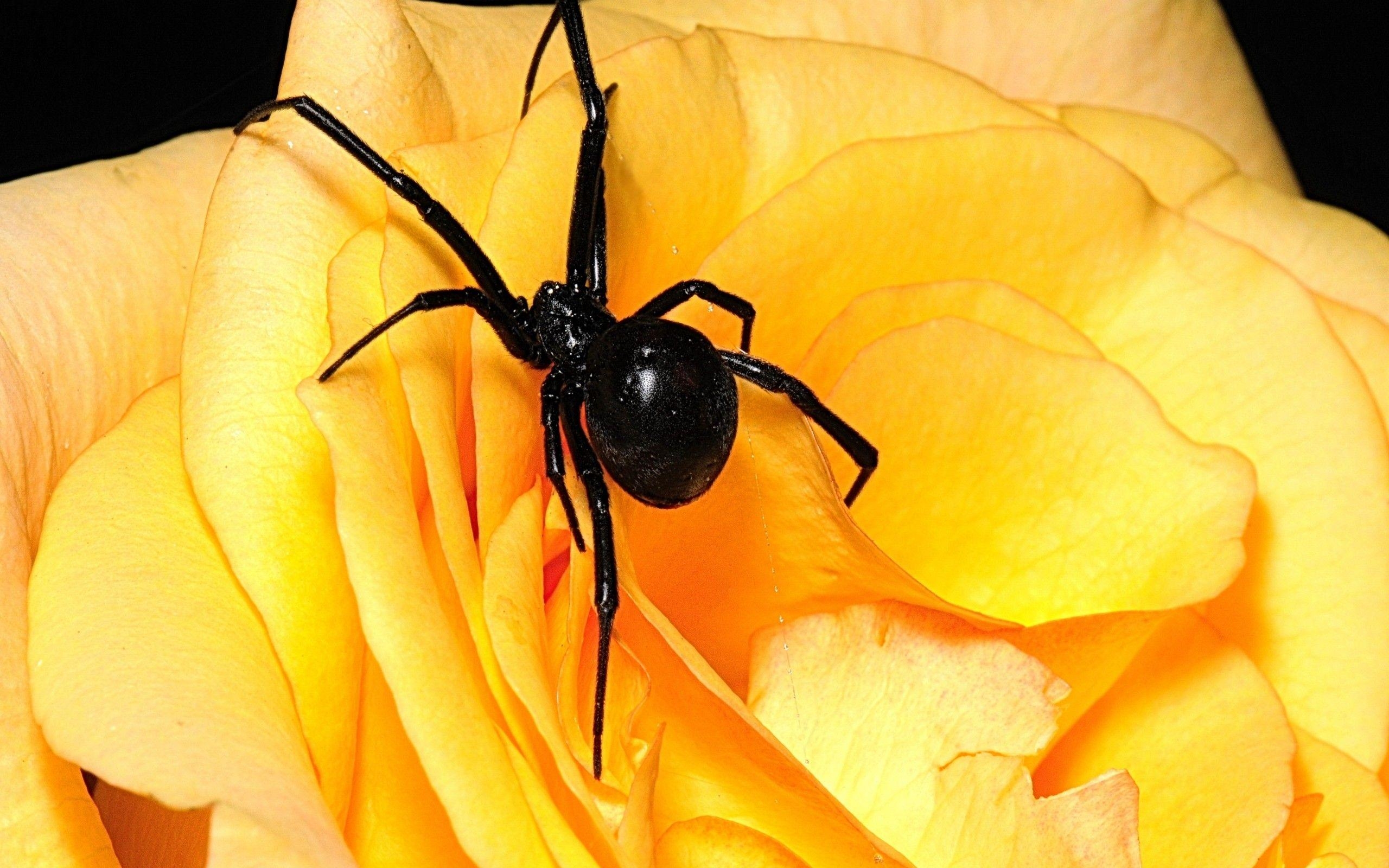 2560x1600 Arachnids Black Widow Flowers Spiders, Desktop