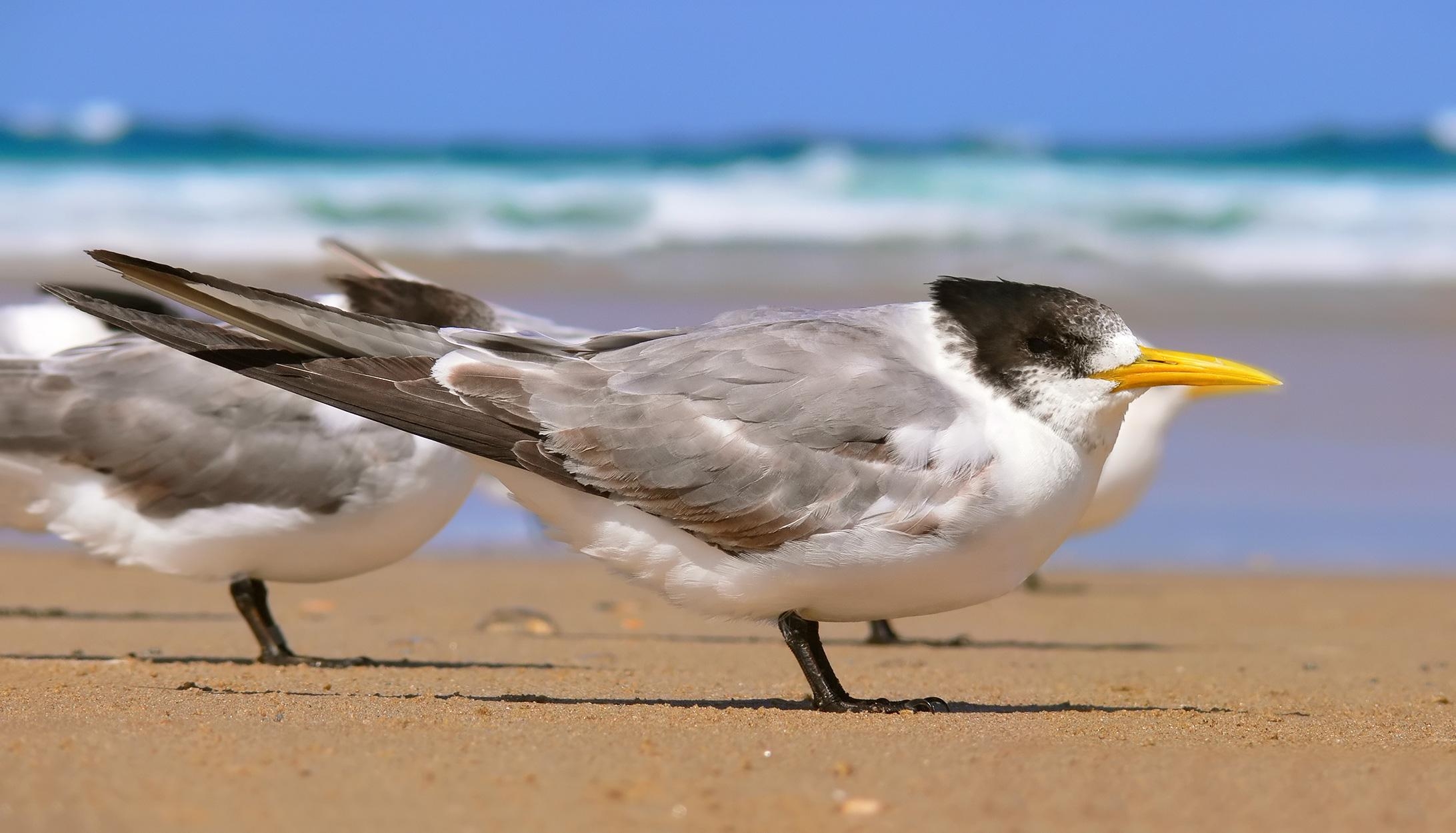 2190x1250 Crested tern444, Desktop