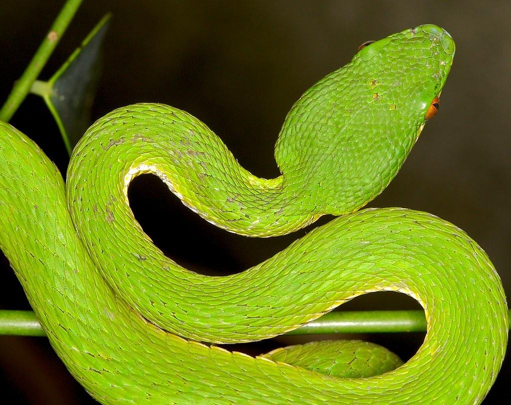 1030x820 The World's newest photo of trimeresurus and yellow Hive Mind, Desktop