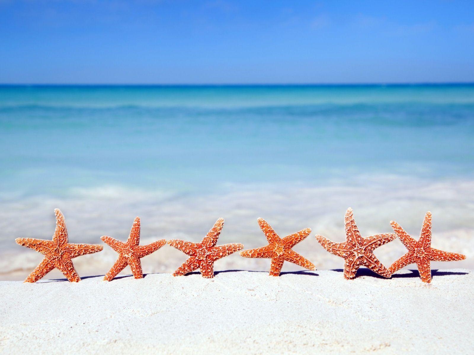 1600x1200 Starfish Beach Ocean Background Wallpaper PX Wallpaper, Desktop