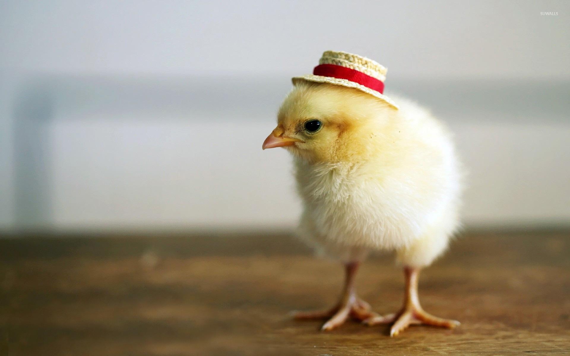 1920x1200 Chick with a hat wallpaper wallpaper, Desktop