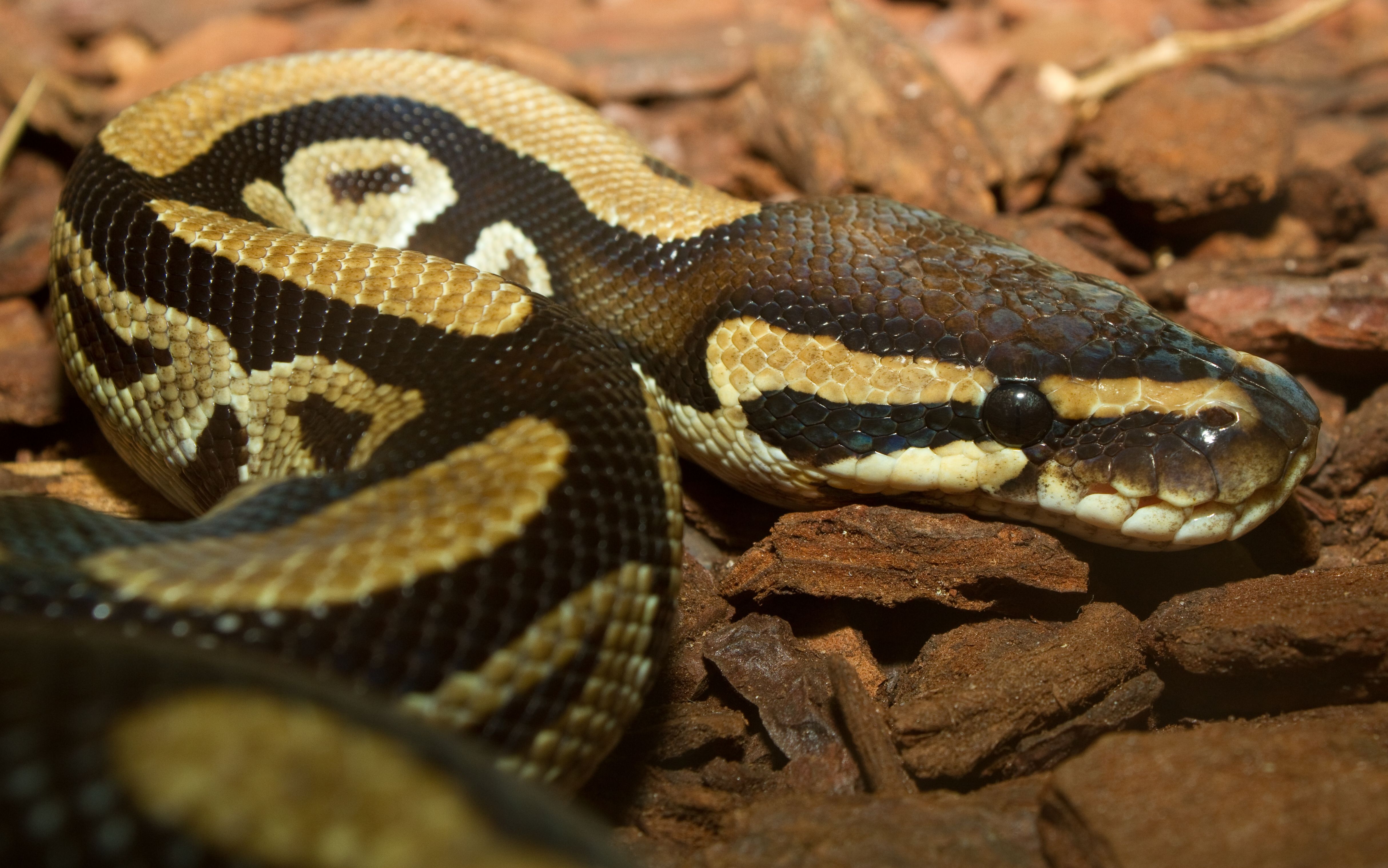 4860x3040 Ball Python Wallpaper for Free Download, 50 Ball Python Full HD, Desktop