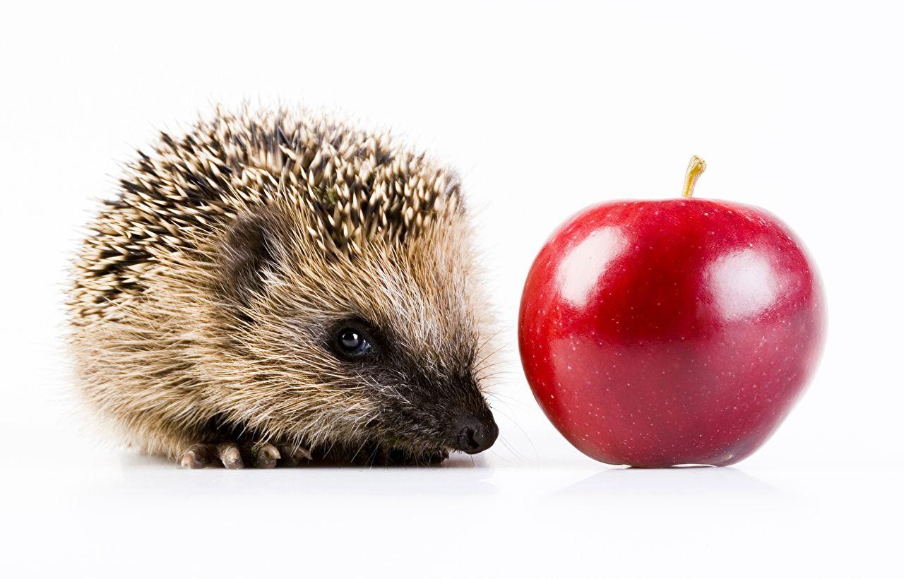 1280x820 Hedgehogs Red Apples Animals White background, Desktop