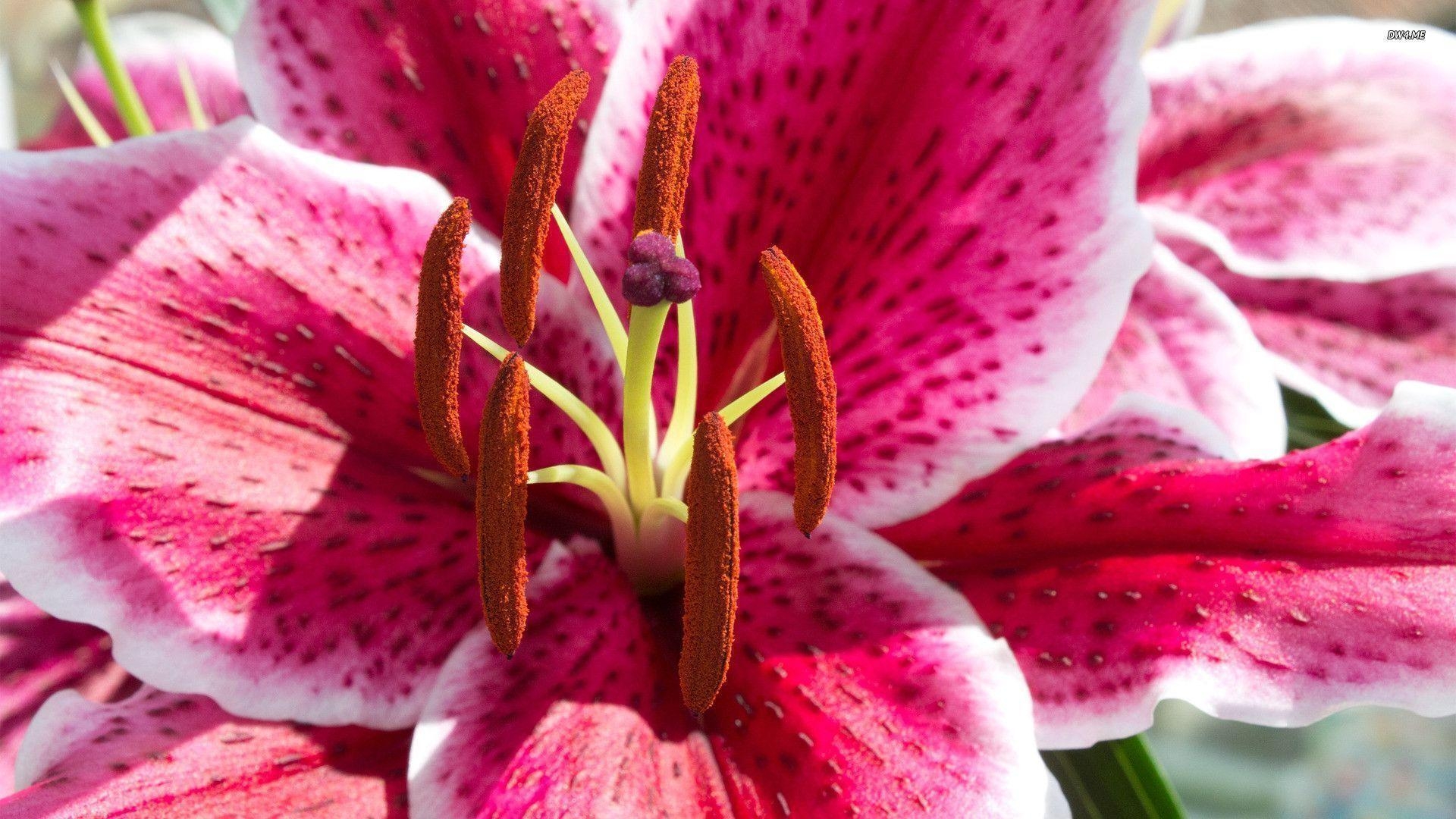 1920x1080 Pix For > Pink Stargazer Lily Wallpaper, Desktop