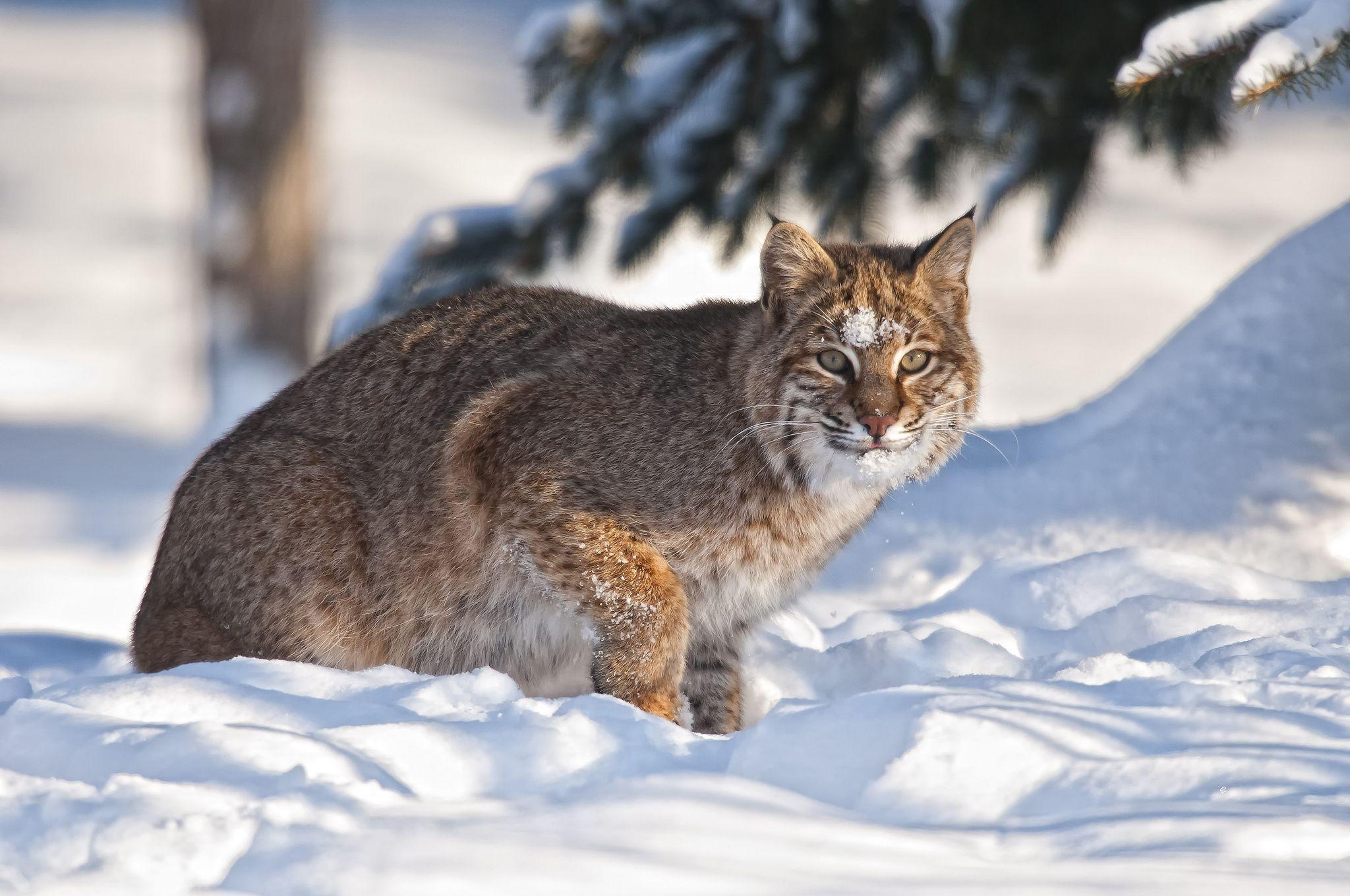 2050x1360 Bobcat HD Wallpaper and Background Image, Desktop