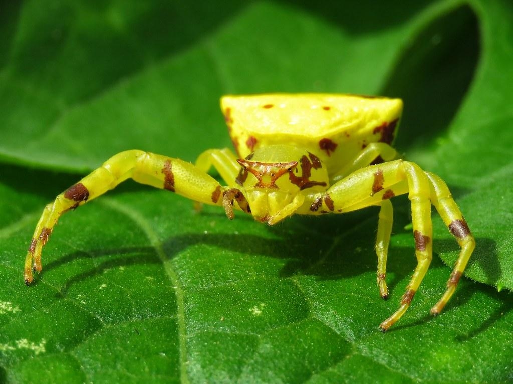 1030x770 Crab Spider, Desktop