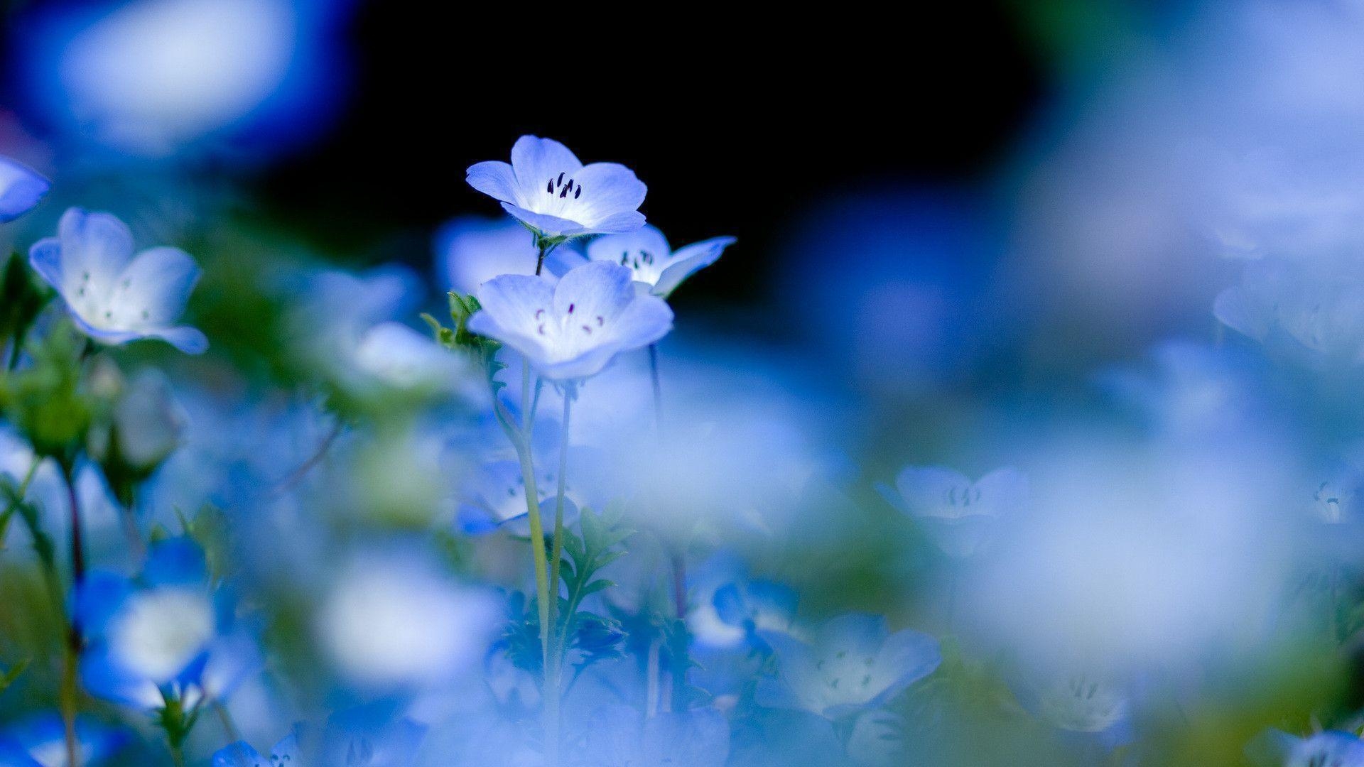 1920x1080 Stunning and Cool Blue Flower Laptop Wallpaper, Desktop