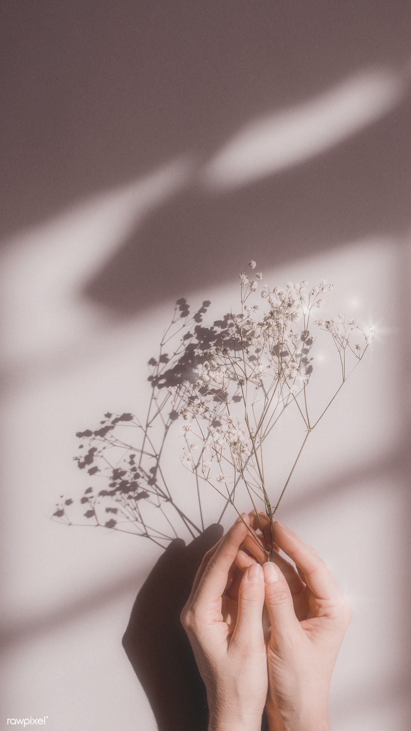 1400x2490 Download premium image of Woman holding white flowers on a pink, Phone