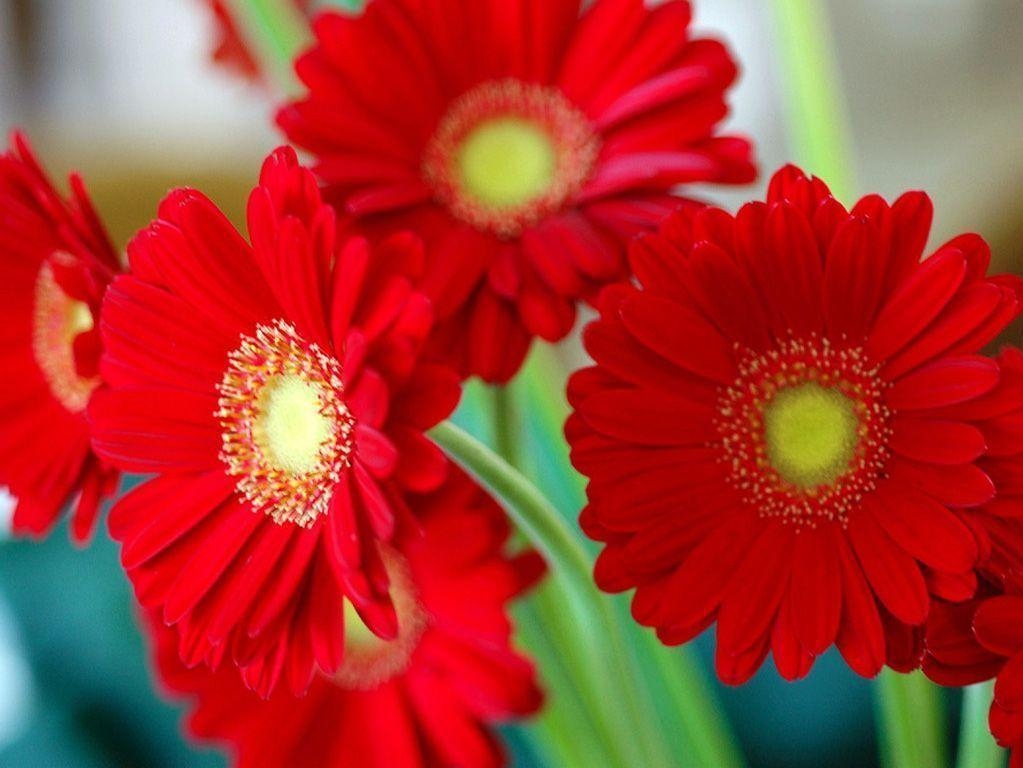 1030x770 Red Flower Wallpaper Desktops 44501 HD Picture. Top Background Free, Desktop