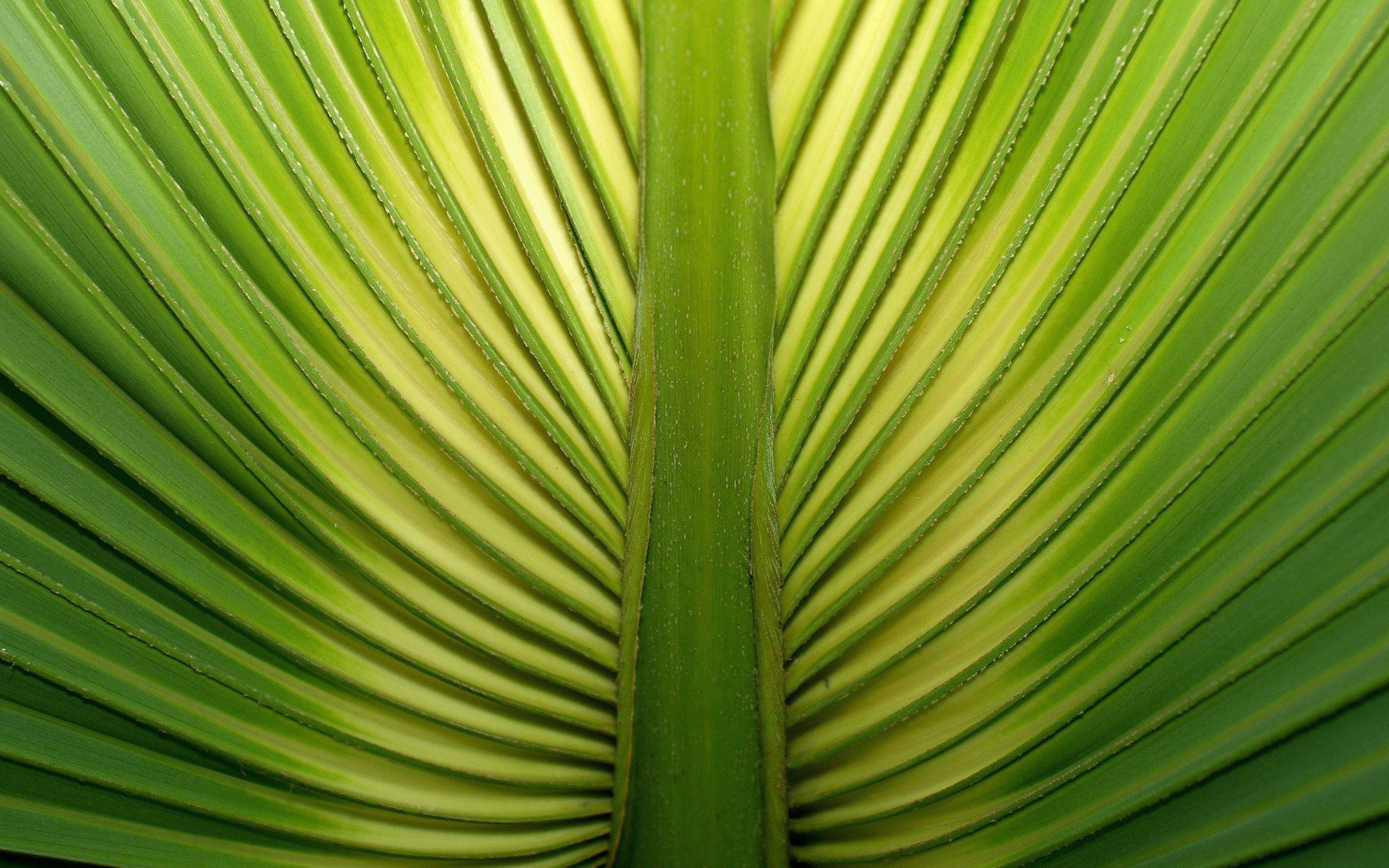 2880x1800 Palm Tree Leaf, Desktop