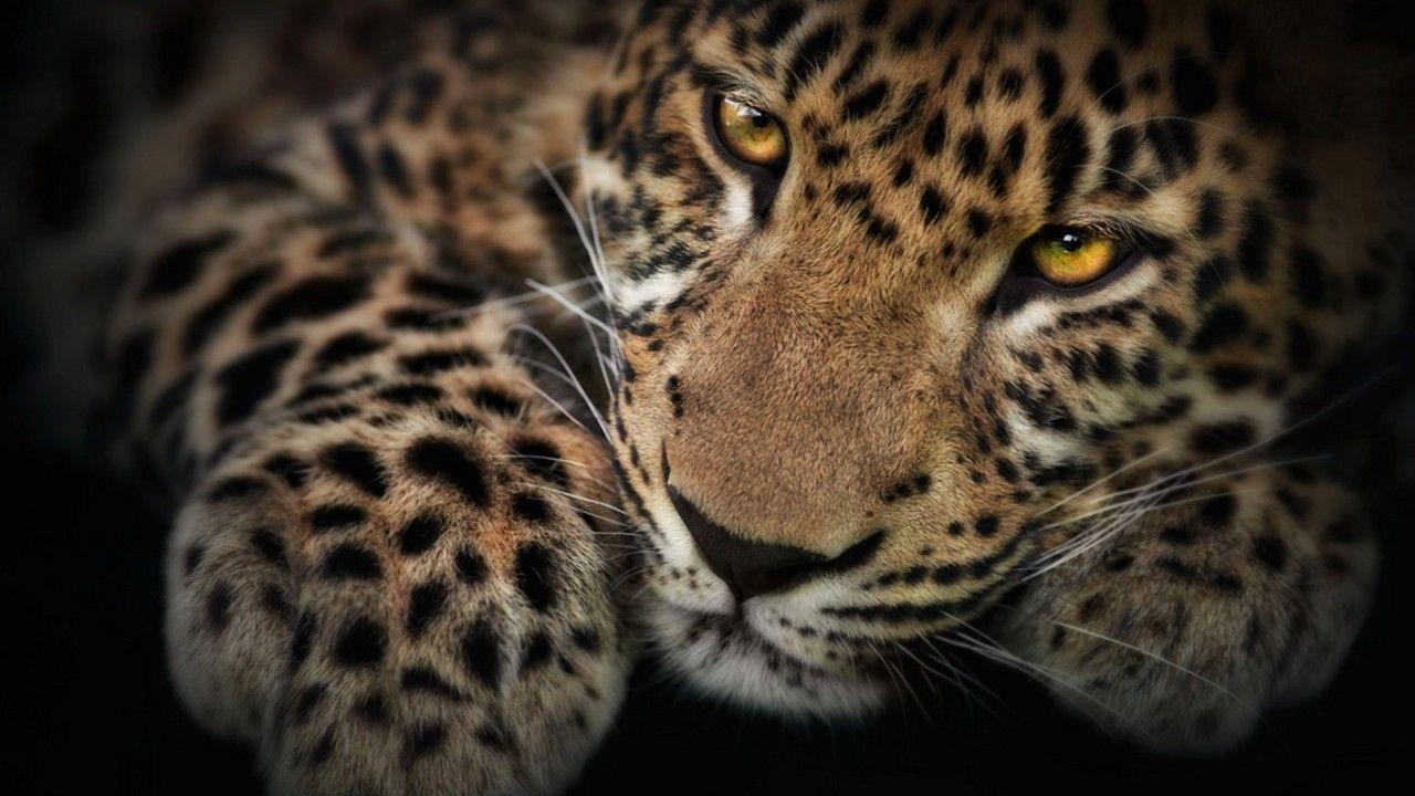 1280x720 Beautiful Wild Cat widescreen wallpaper. Wide, Desktop