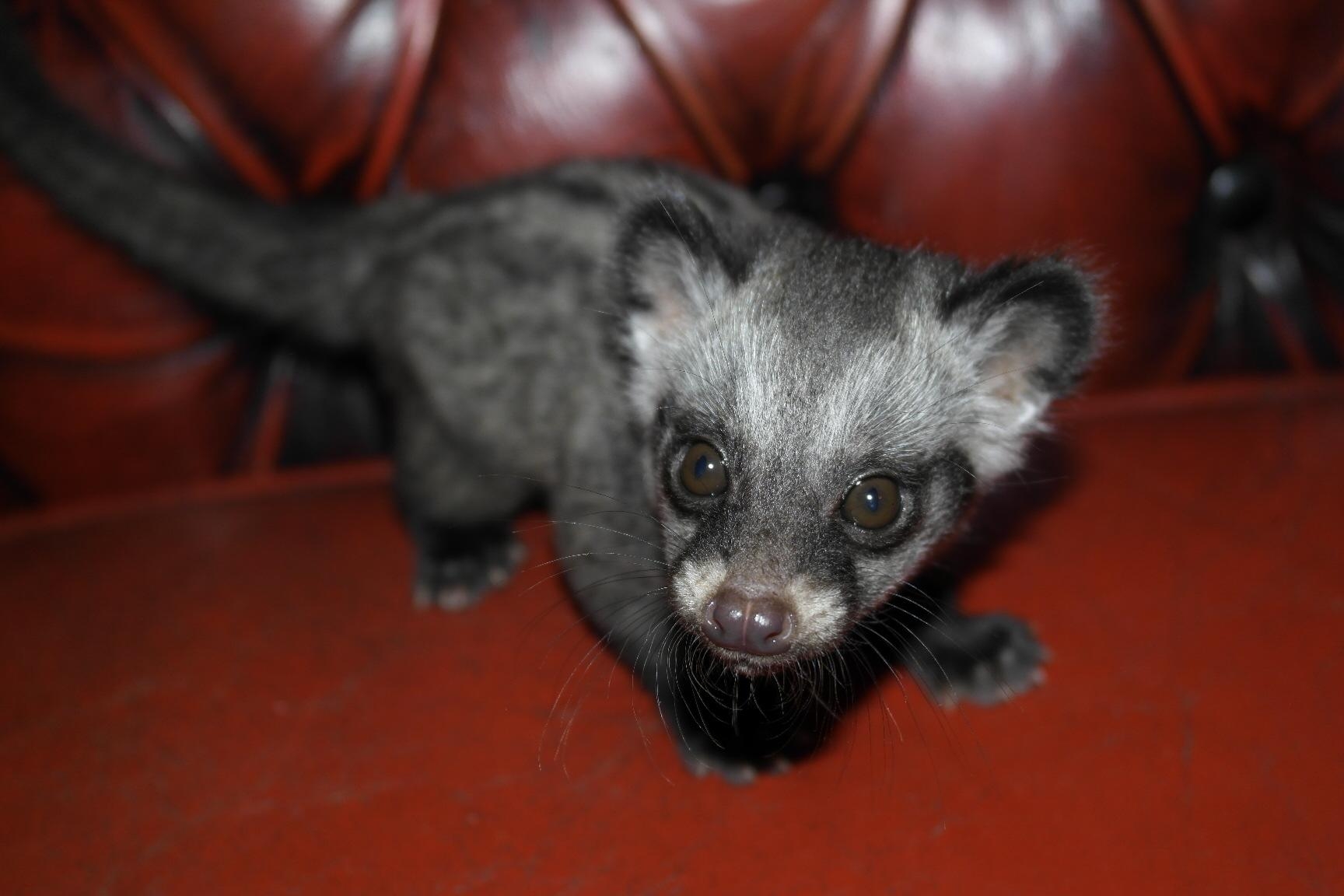 1730x1160 African Civet Cat Wallpaper High Quality, Desktop