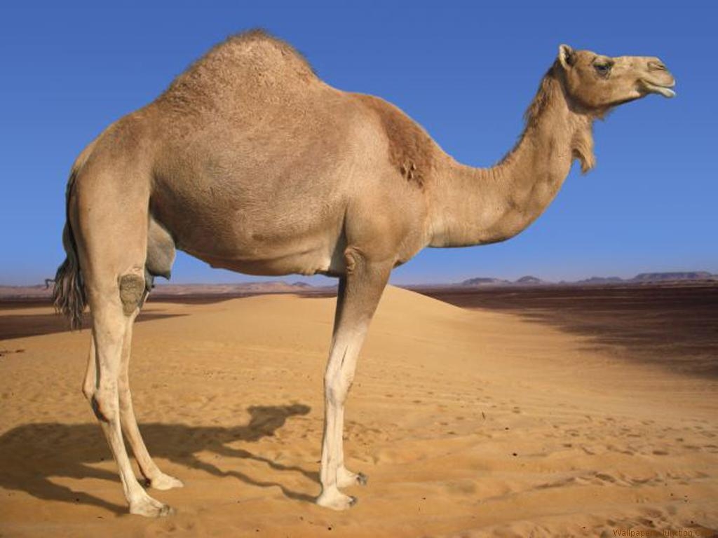 1030x770 Camel Wallpaper 3 X 768, Desktop