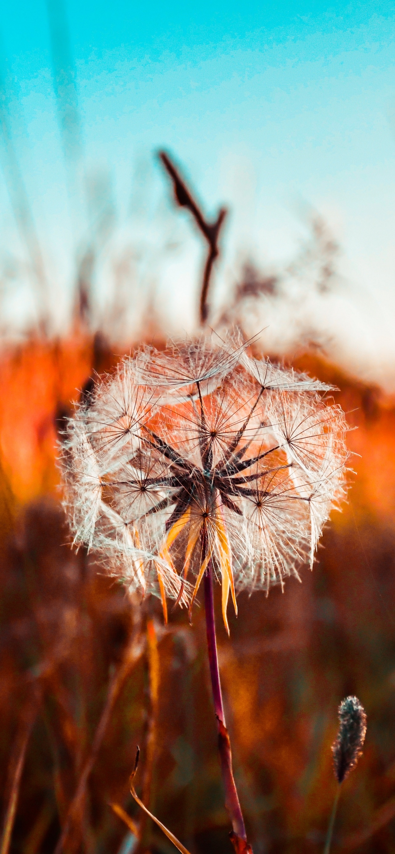 1290x2780 Dandelion flower Wallpaper 4K, Summer, Sunset, Fields, Landscape, Phone