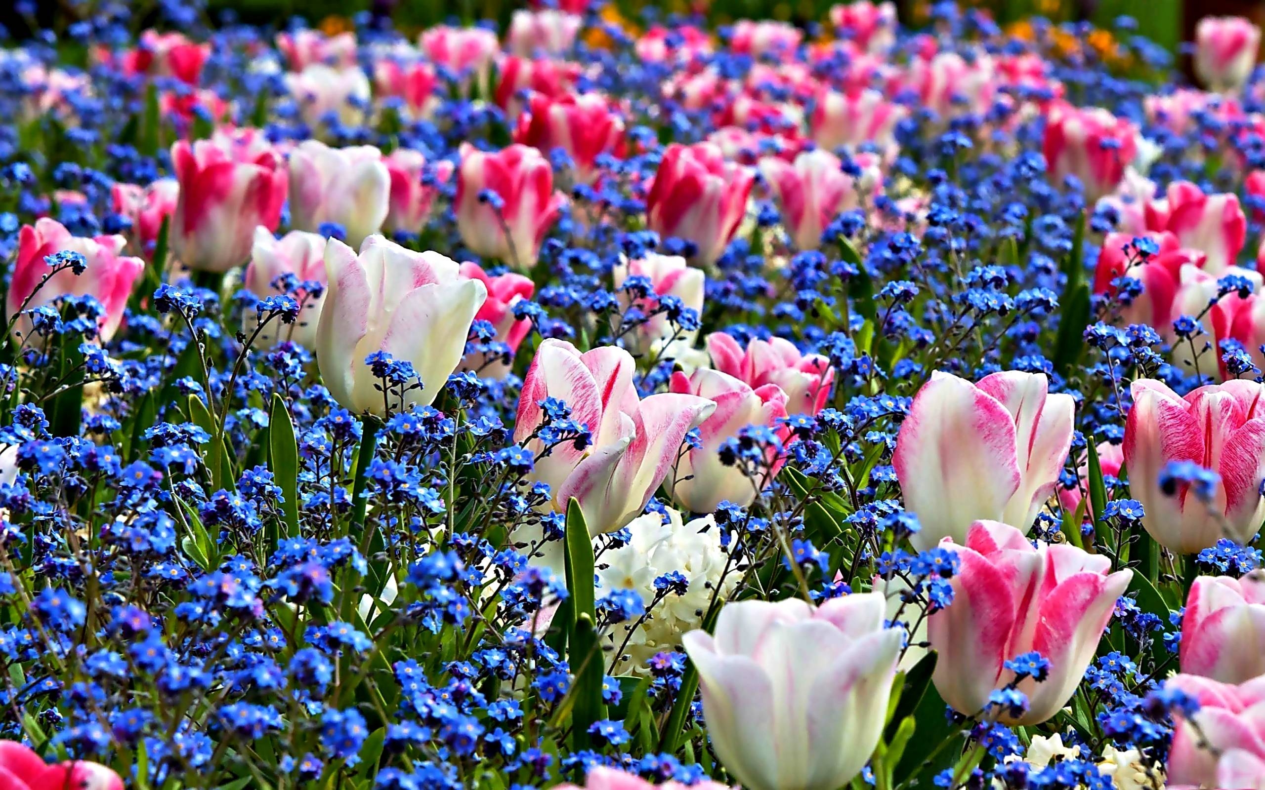 2560x1600 Spring Flowers Wallpaper, Desktop