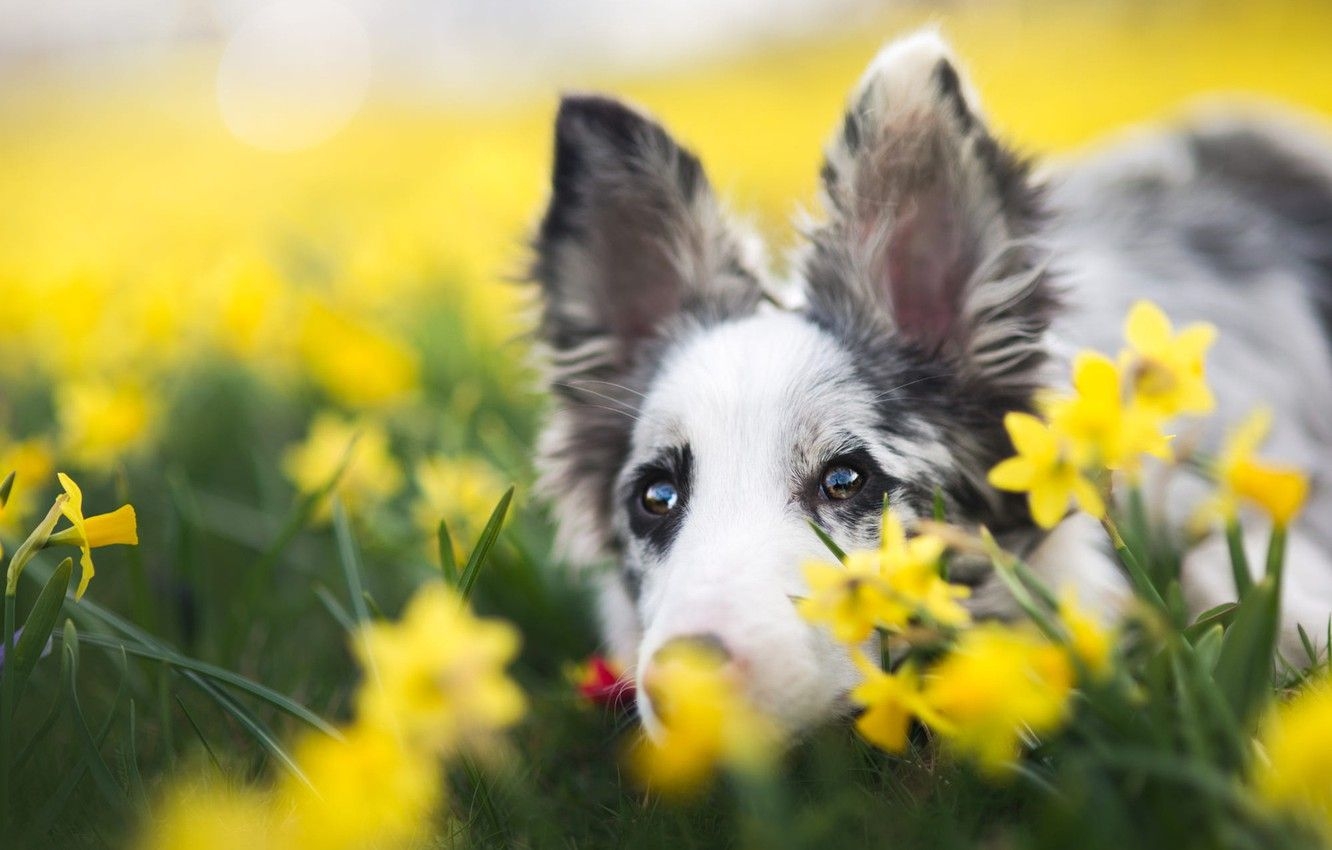 1340x850 Wallpaper eyes, look, face, flowers, background, portrait, dog, Desktop