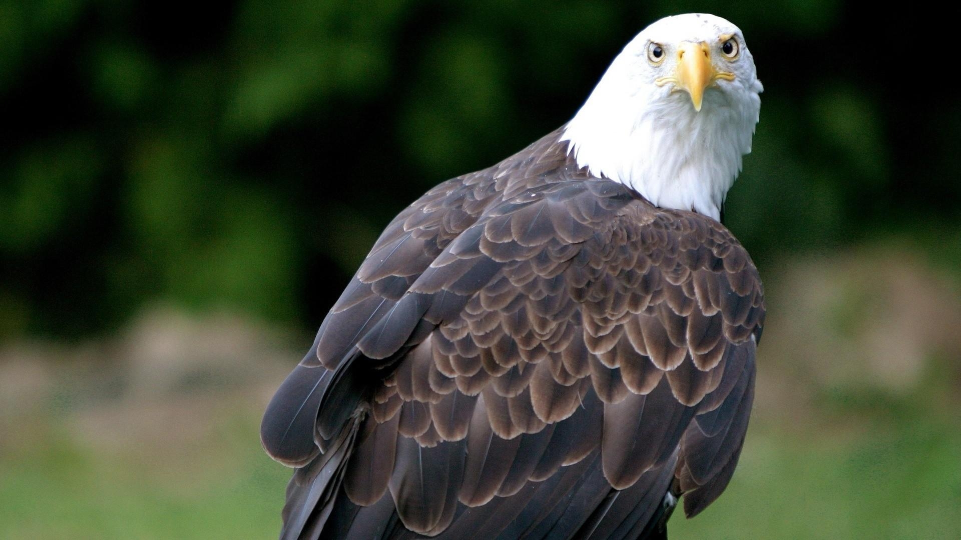 1920x1080 Animal Eagle Eye Background Wallpaper HD, Desktop