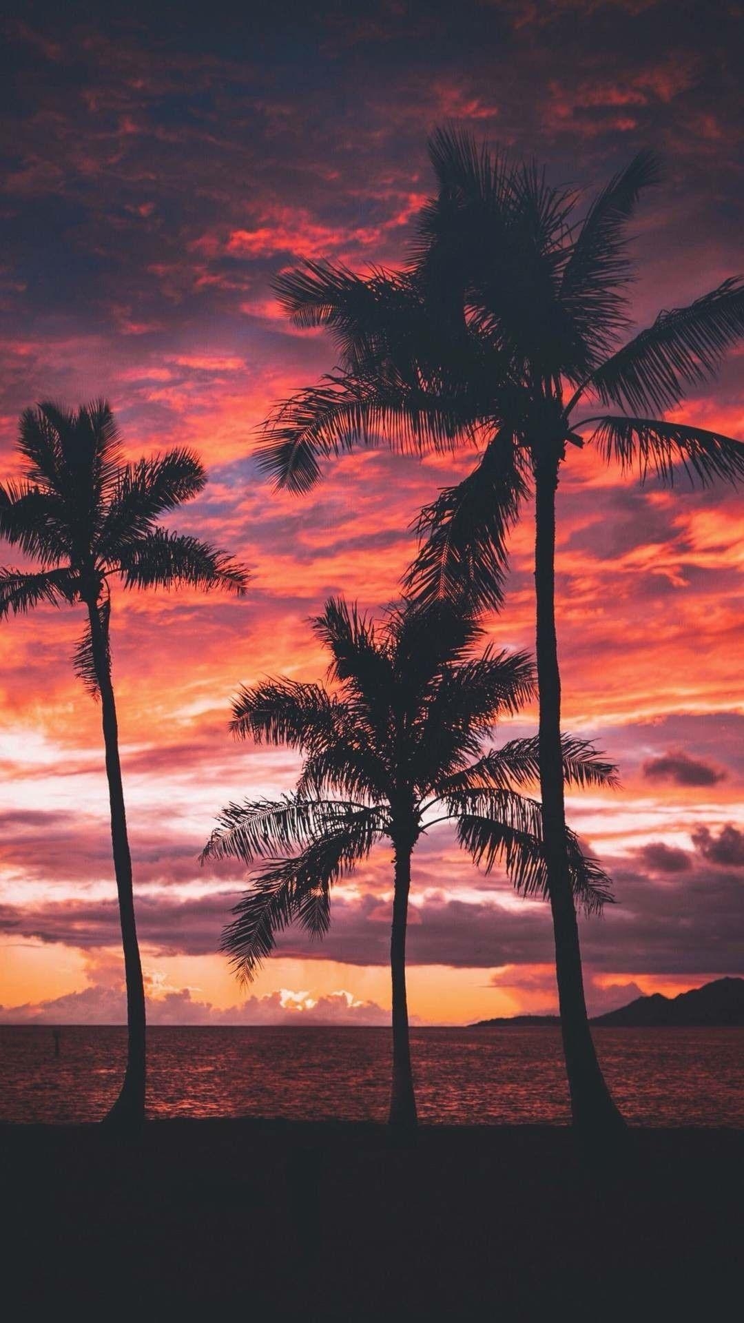 1080x1920 iPhone Wallpaper. Sky, Tree, Sunset, Nature, Afterglow, Palm tree, Phone