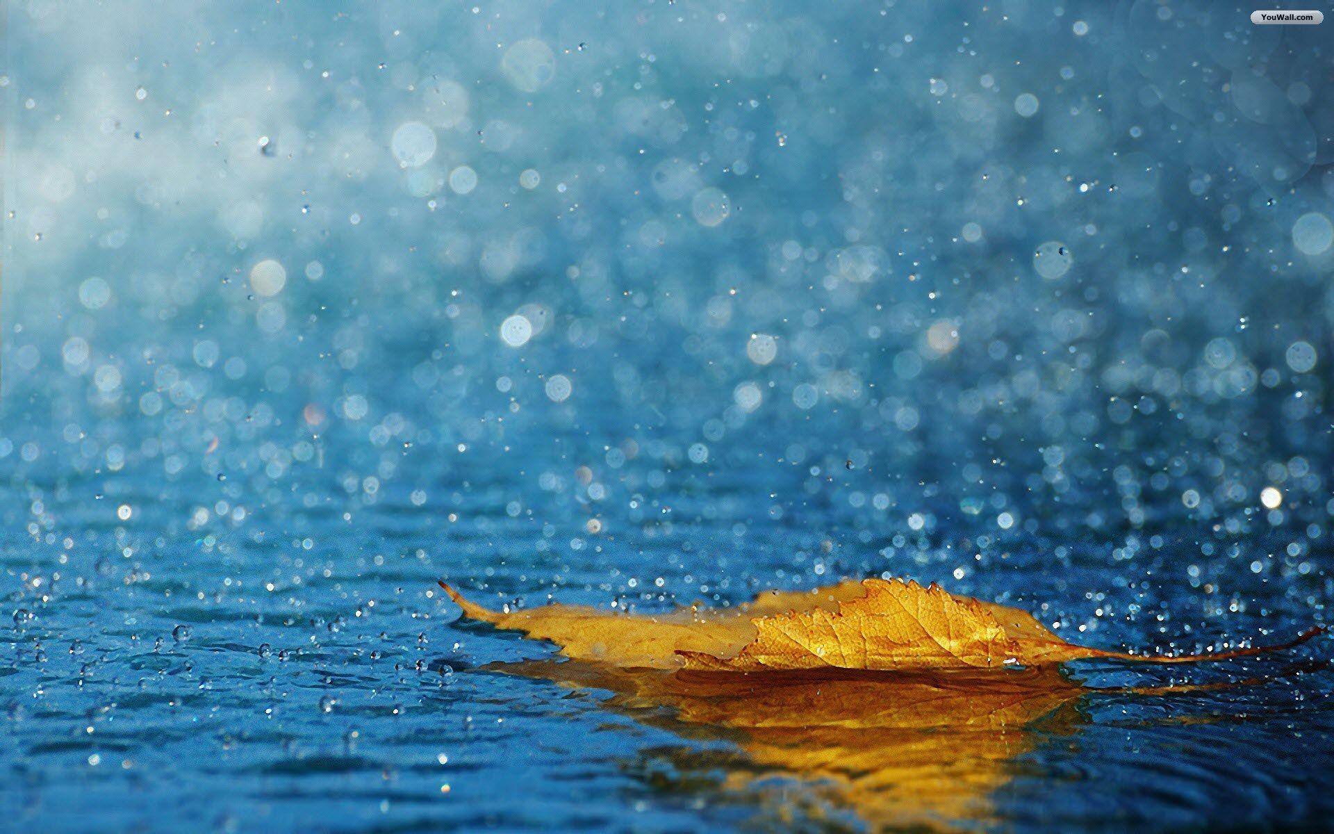 1920x1200 Leaf Rain Wallpaper HD Widescreen Wallpaper, Desktop