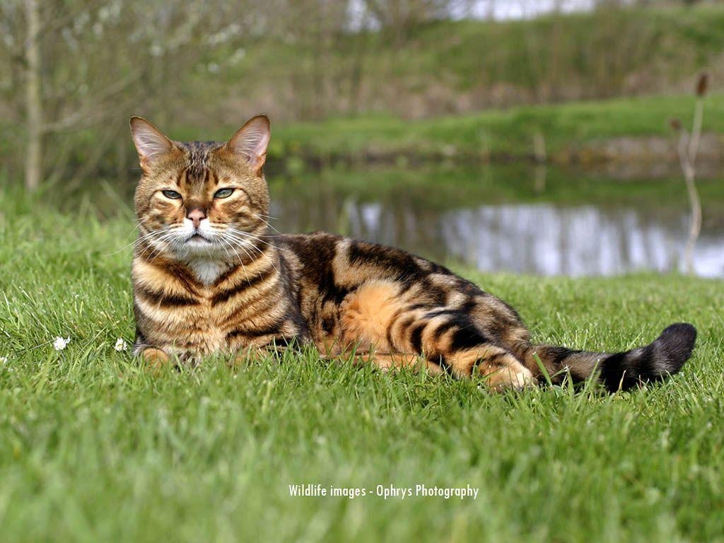 1030x770 My Top Collection: Bengal cat wallpaper, Desktop