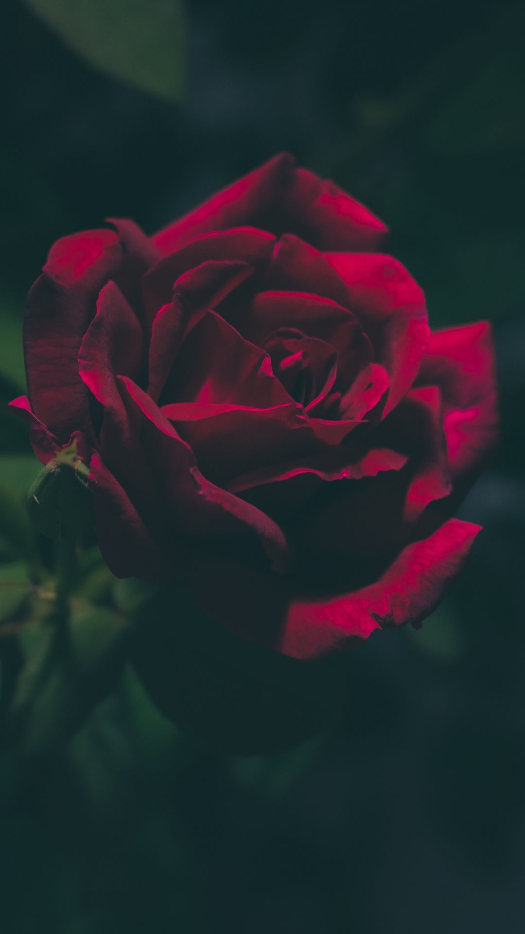 1080x1920 Blood Red Rose IPhone Wallpaper. IDrop, Phone