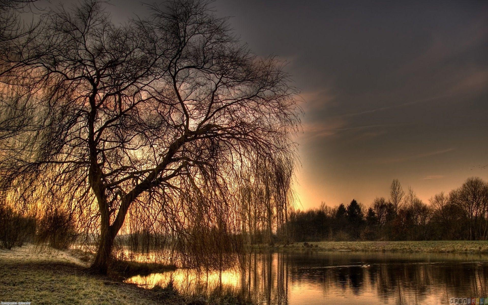 1920x1200 Weeping Willow Wallpaper Free Weeping Willow Background, Desktop