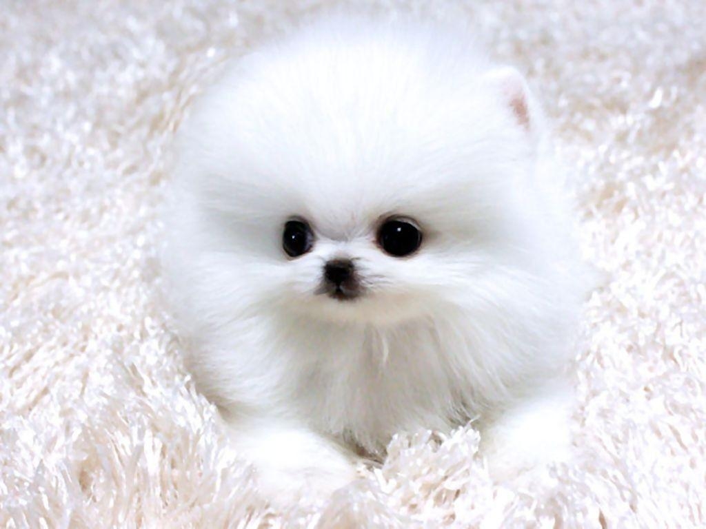 1030x770 Wallpaper Tagged With Pomeranian: Dogs Puppy Puppies Pomeranian, Desktop