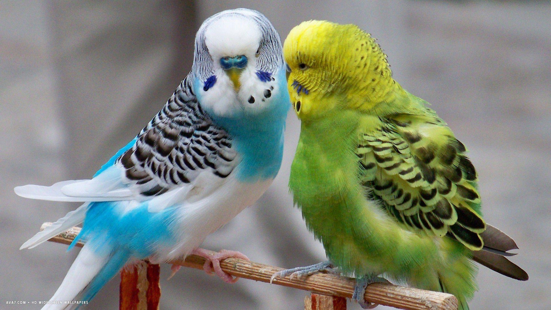 1920x1080 Parakeet budgie parrot bird tropical wallpaperx1080, Desktop