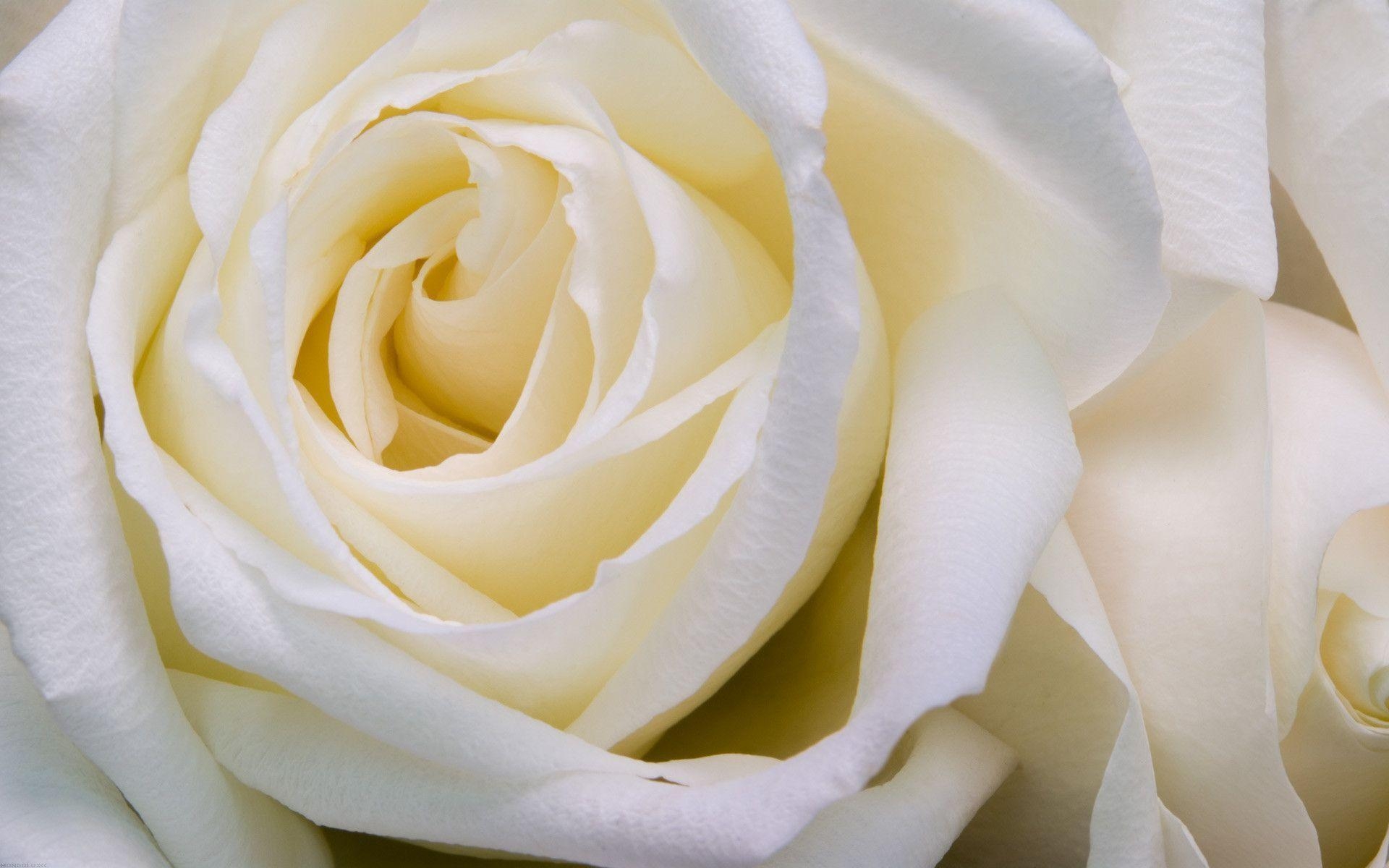 1920x1200 White Rose HD Wallpaper. Sky HD Wallpaper, Desktop