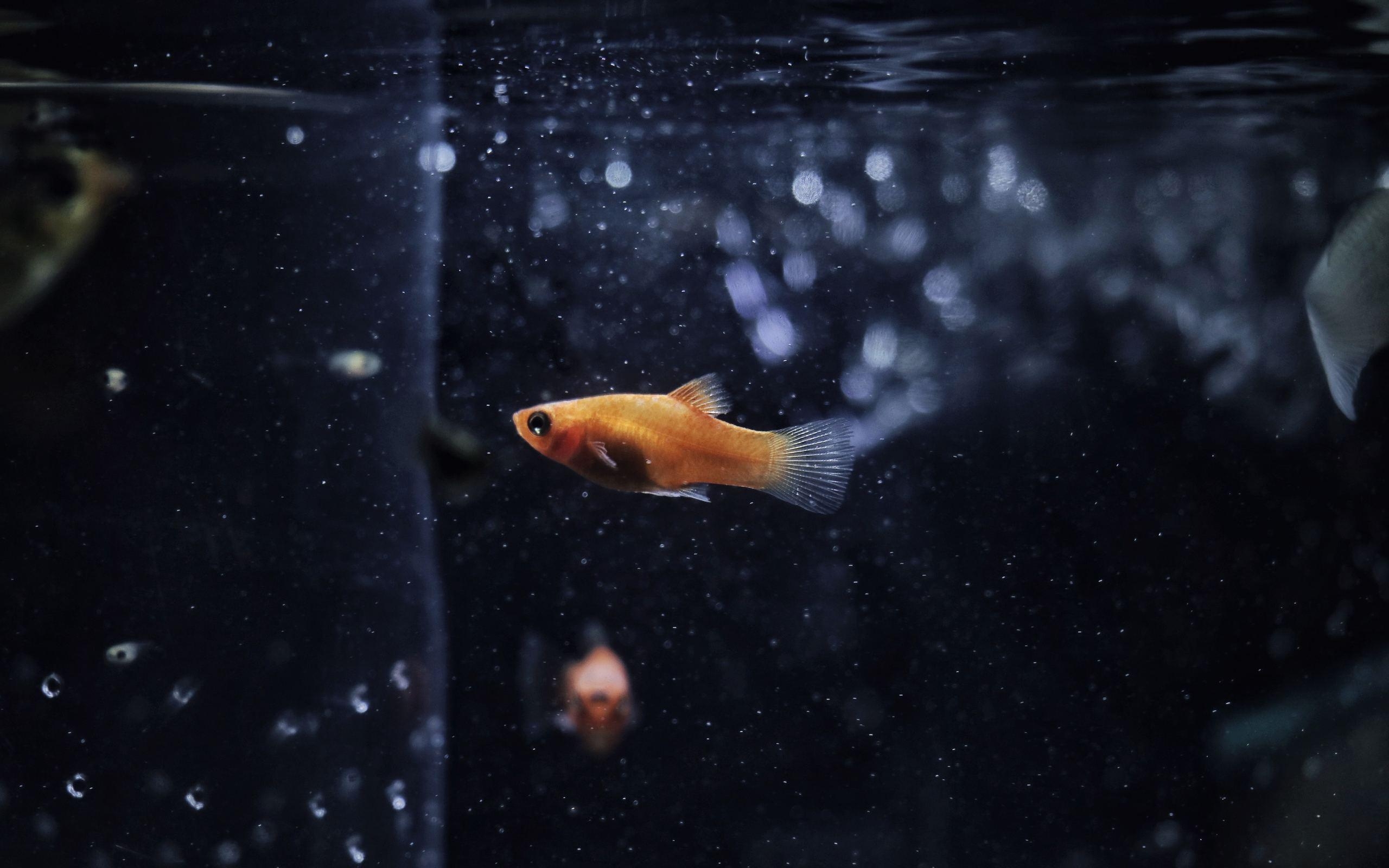 2560x1600 Goldfish  Resolution HD 4k Wallpaper, Image, Desktop