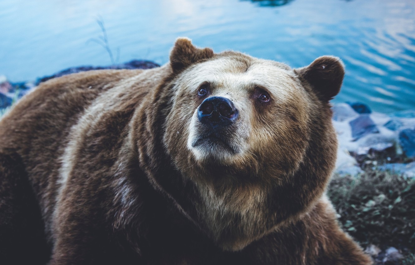 1340x850 Wallpaper Bear, Sight, Grizzly image for desktop, section животные, Desktop