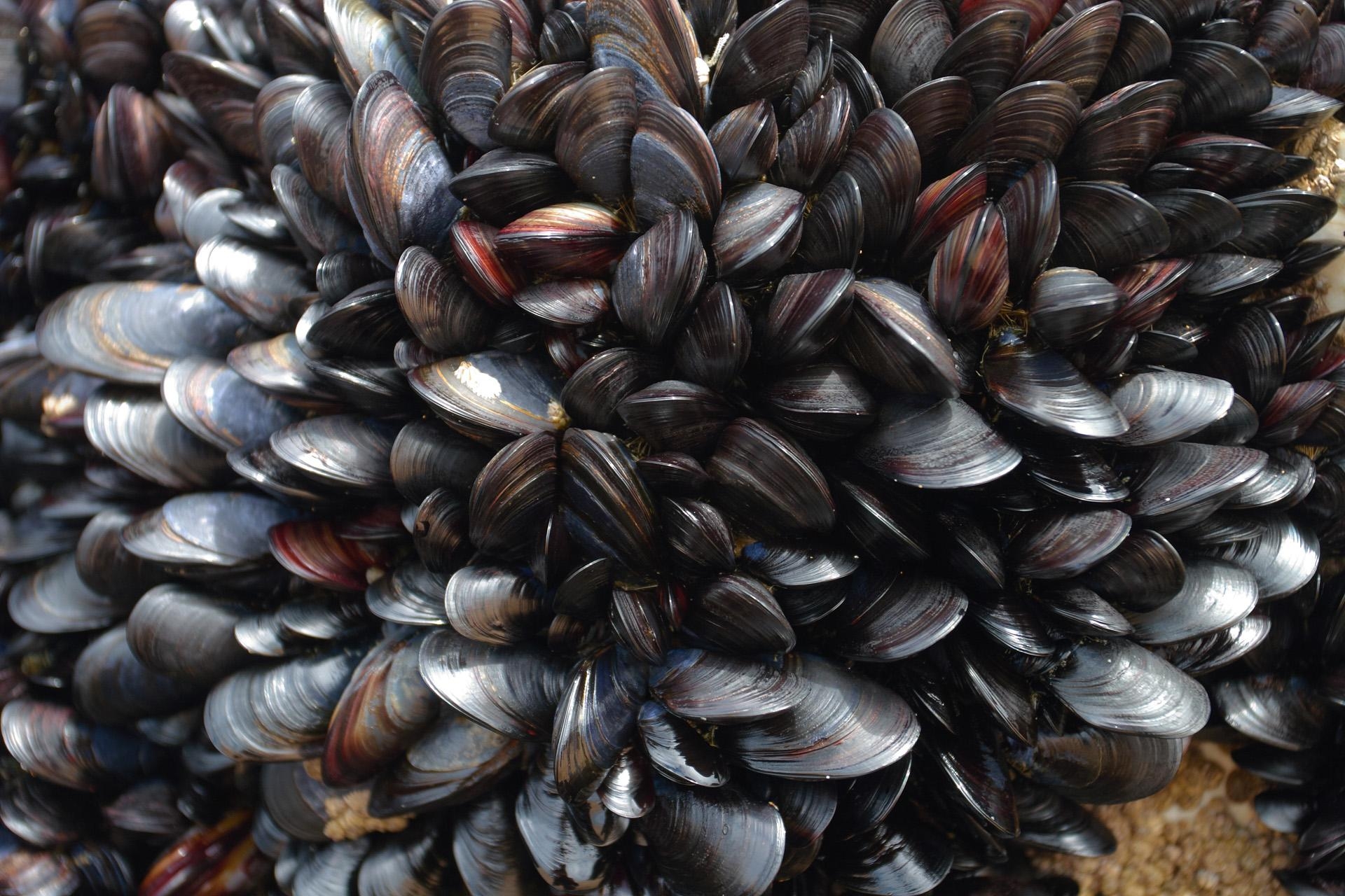 1920x1280 Mussels Wallpaper High Quality, Desktop