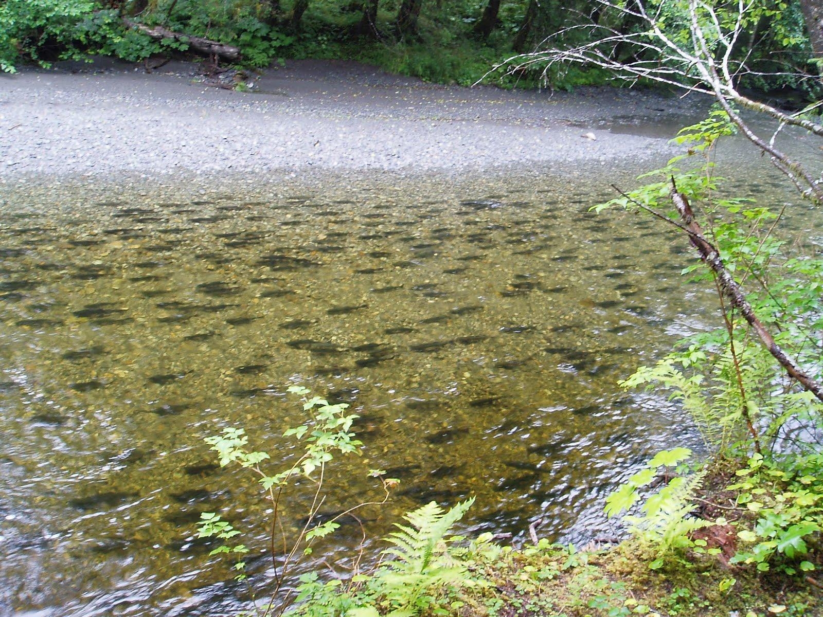 1600x1200 Trout Stream Wallpaper, Desktop