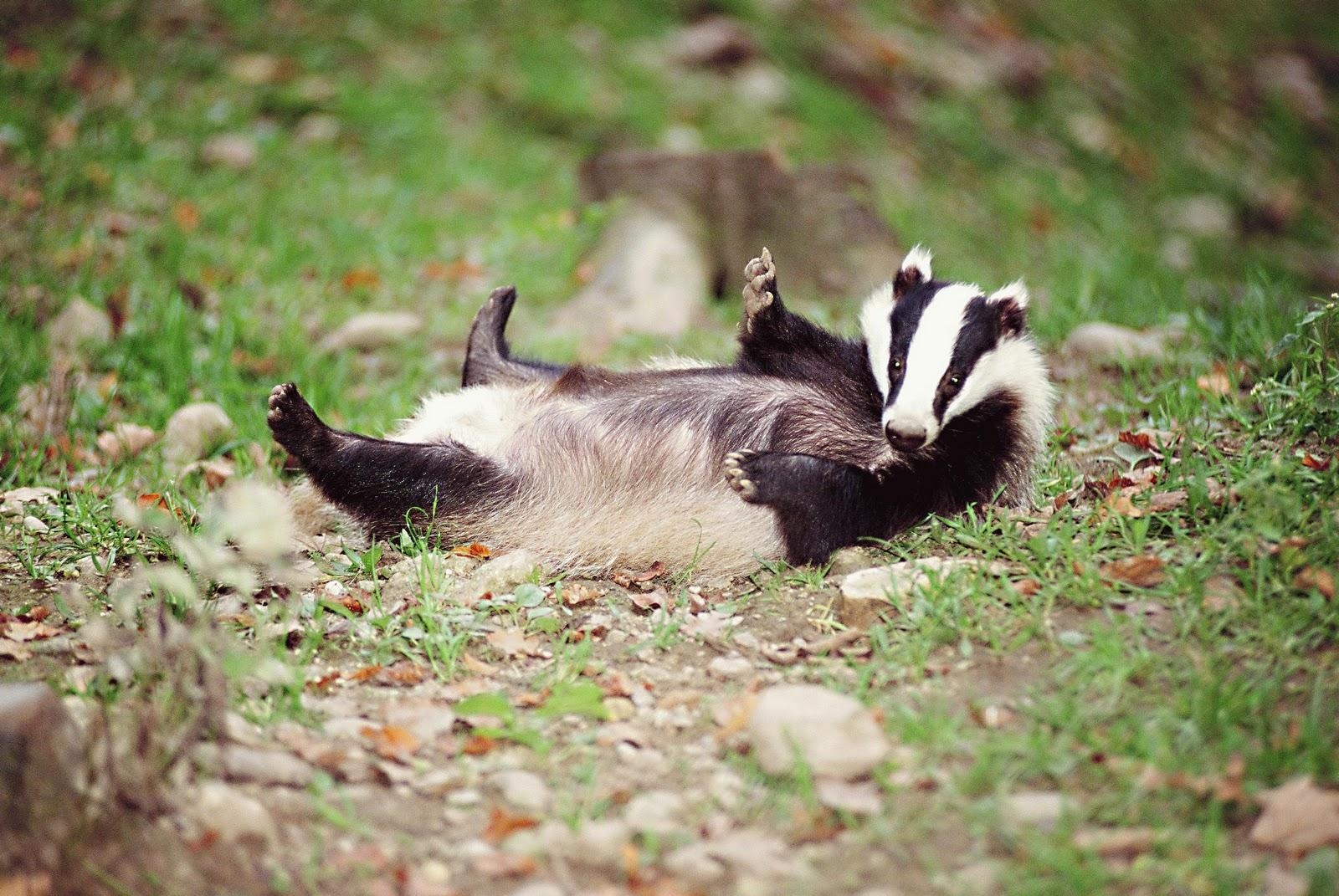 1600x1080 Badger, Breeding, Facts, Habitat, Picture, Behavior, Desktop