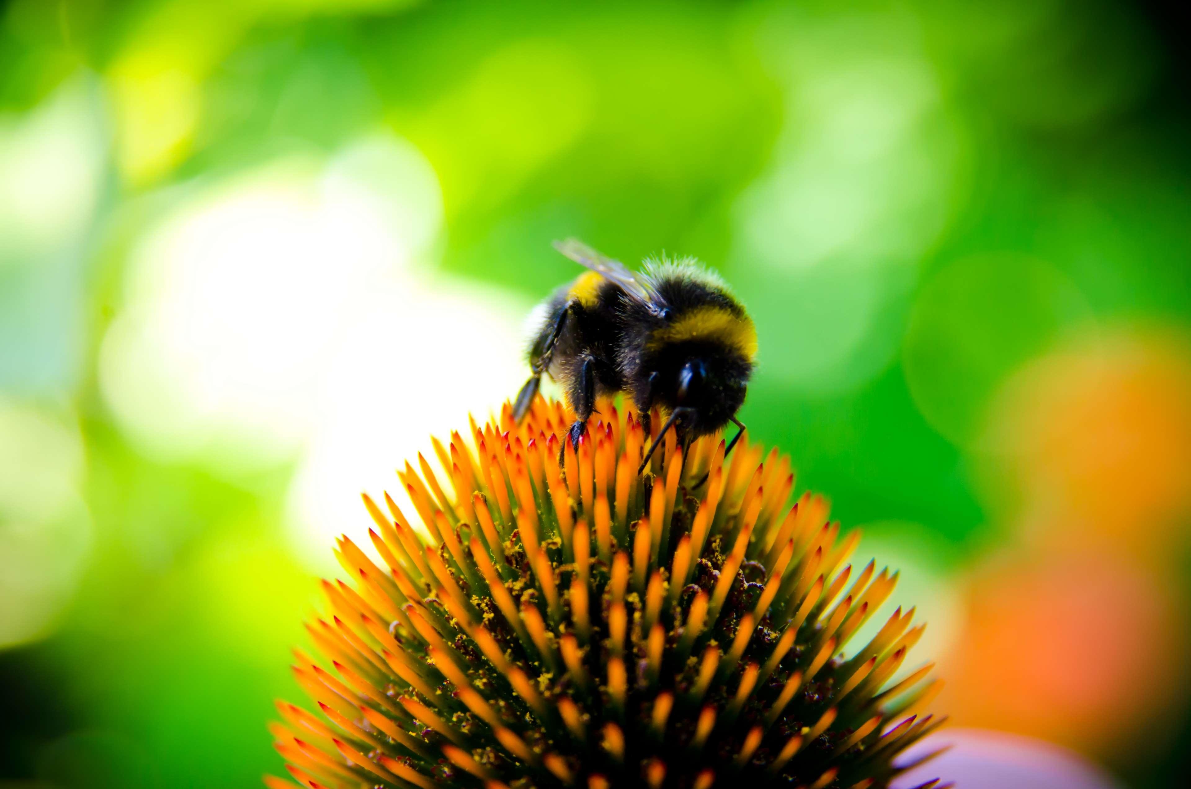 3840x2550 bee, bee collectiong pollen, bumblebee, echinocea, flower, Desktop