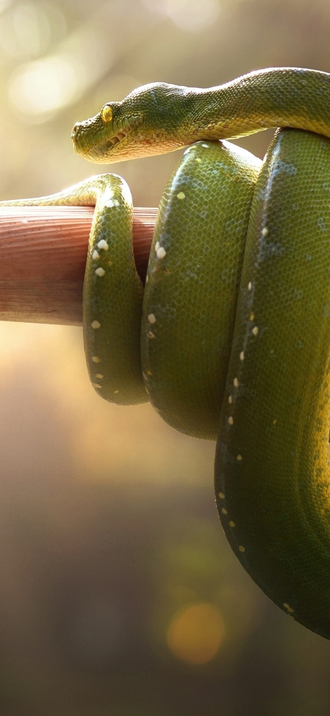 1130x2440 Boa Green Snake iPhone XS, iPhone iPhone X HD 4k Wallpaper, Image, Background, Photo and Picture, Phone