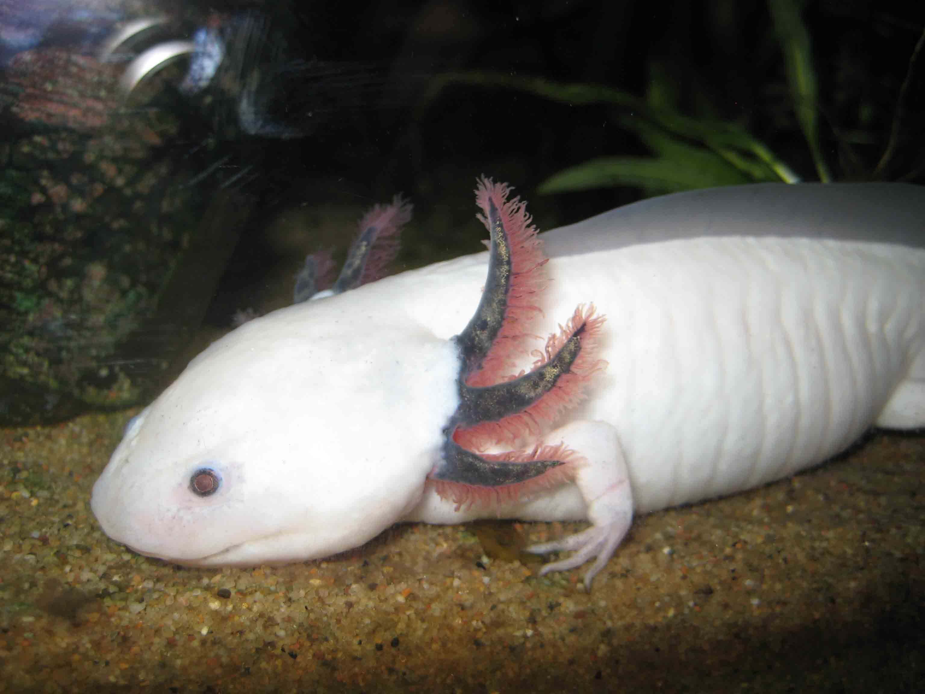 3080x2310 Animals, Birds, Creatures. Wild Life & Sea Side: Axolotl wallpaper, Desktop