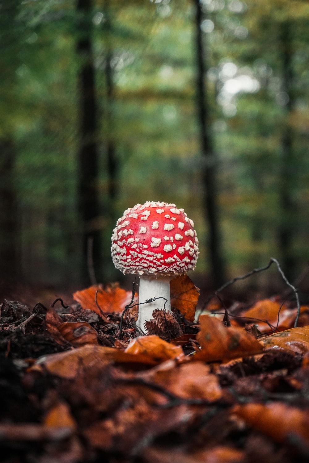 1000x1500 Red Mushroom Picture. Download Free Image, Phone