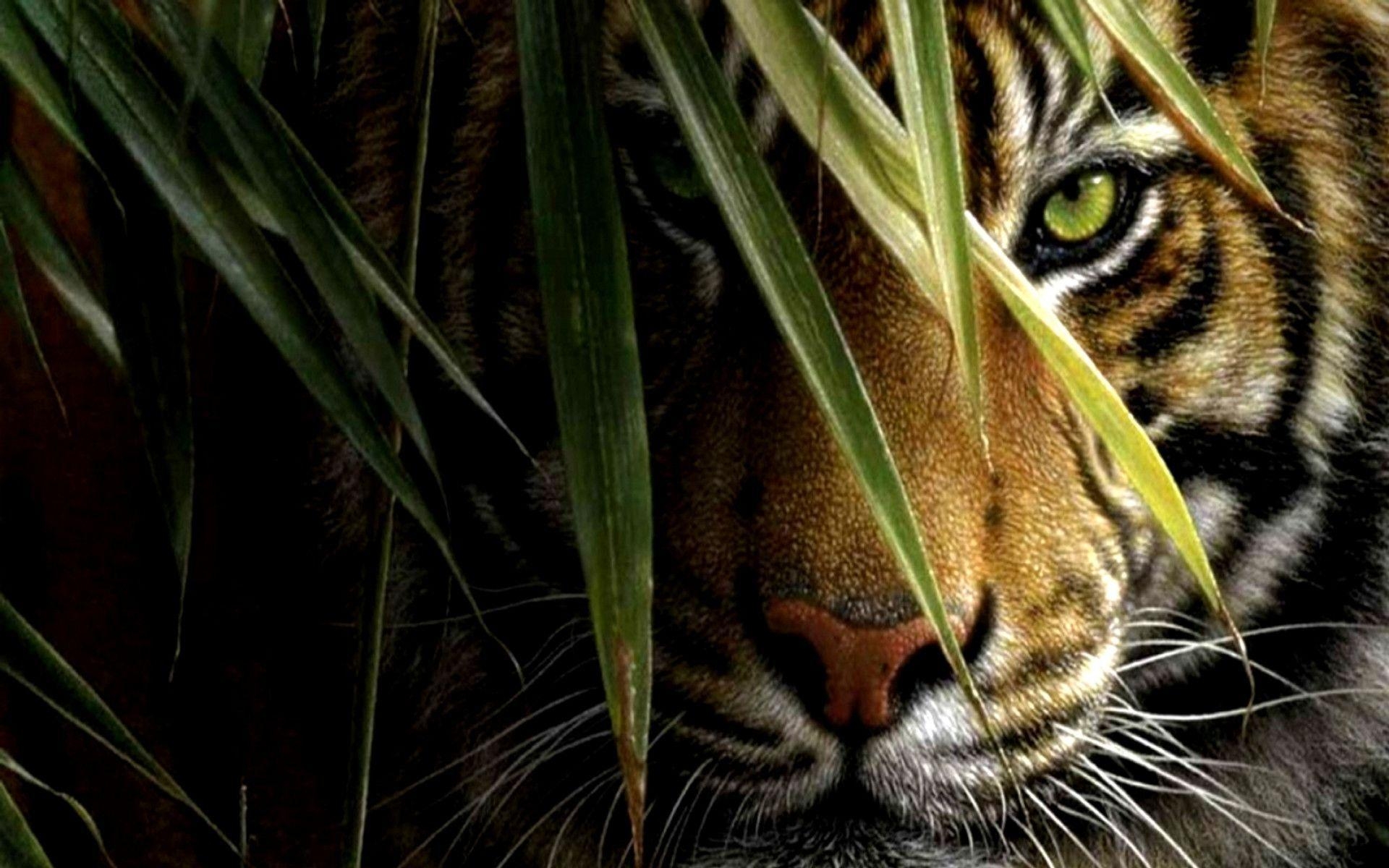 1920x1200 Tiger wallpaper 158354, Desktop