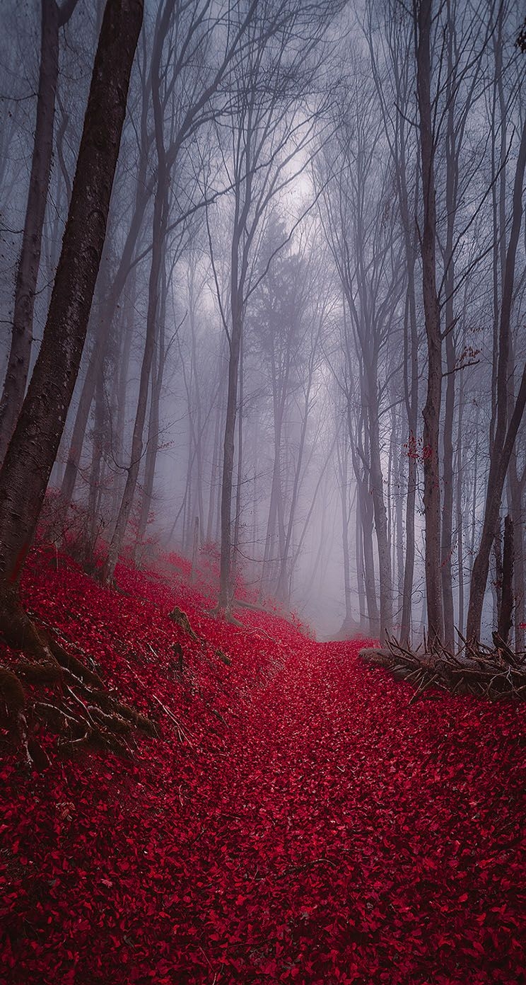 750x1400 Foggy Misty Autumn Forest IPhone Wallpaper, Phone